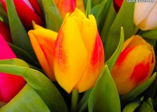 Springflowers