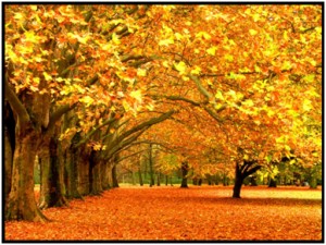fall