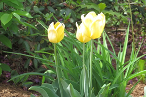 spring-flowers