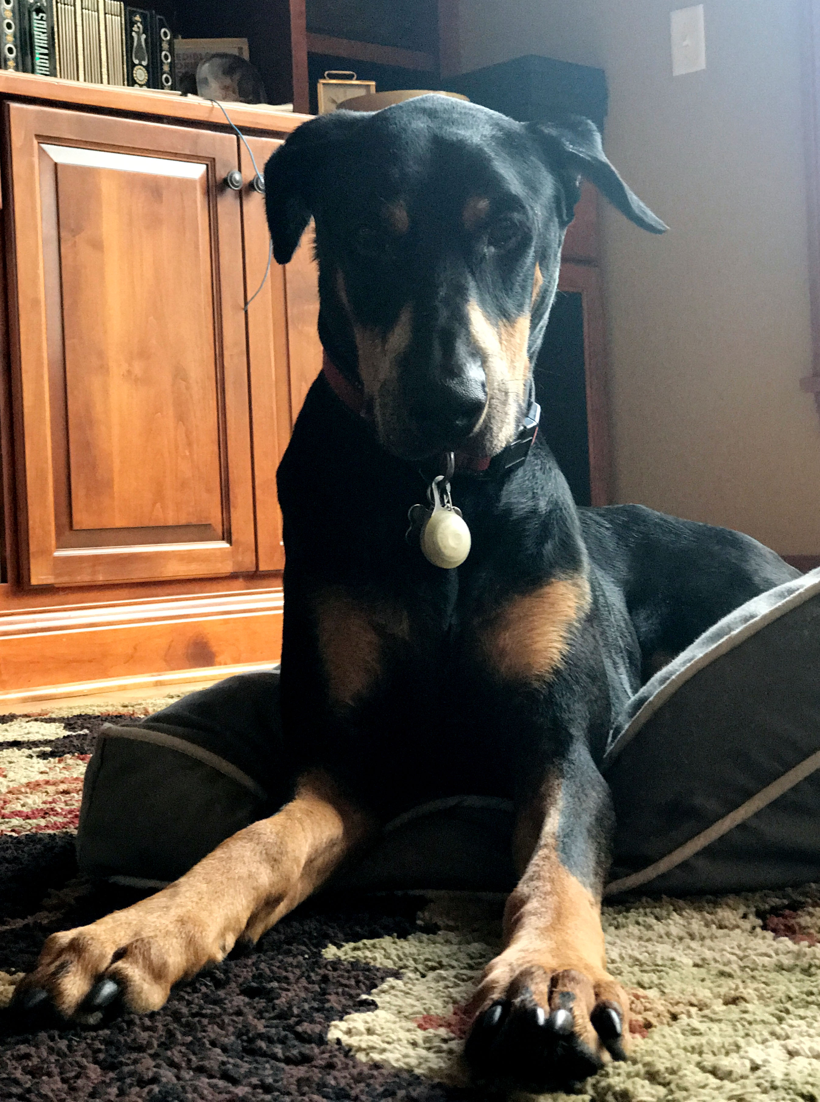 Image of a dog